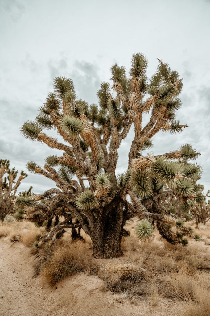 Massive Joshua Tree in hidden forest in Arizona