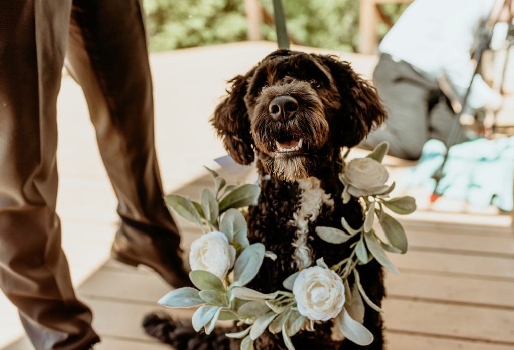 Adorable doggy flower girl with flower wreath around her neck