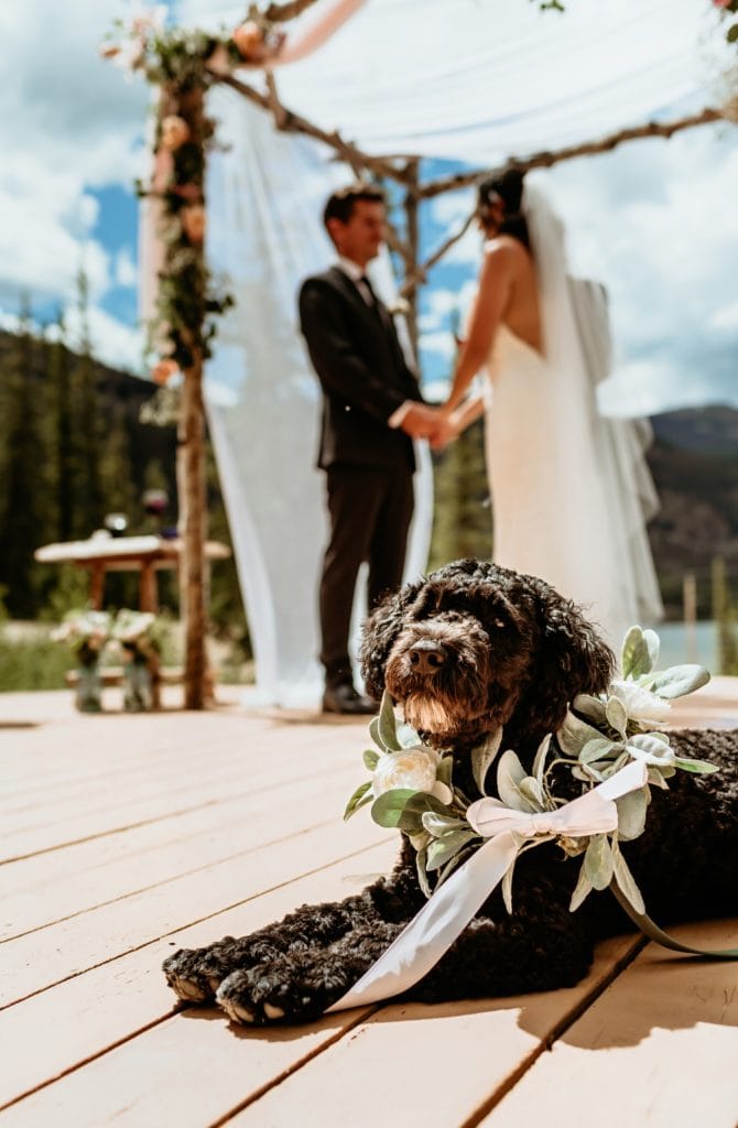 Flower pup smiling with floral wreath during Lake City elopement