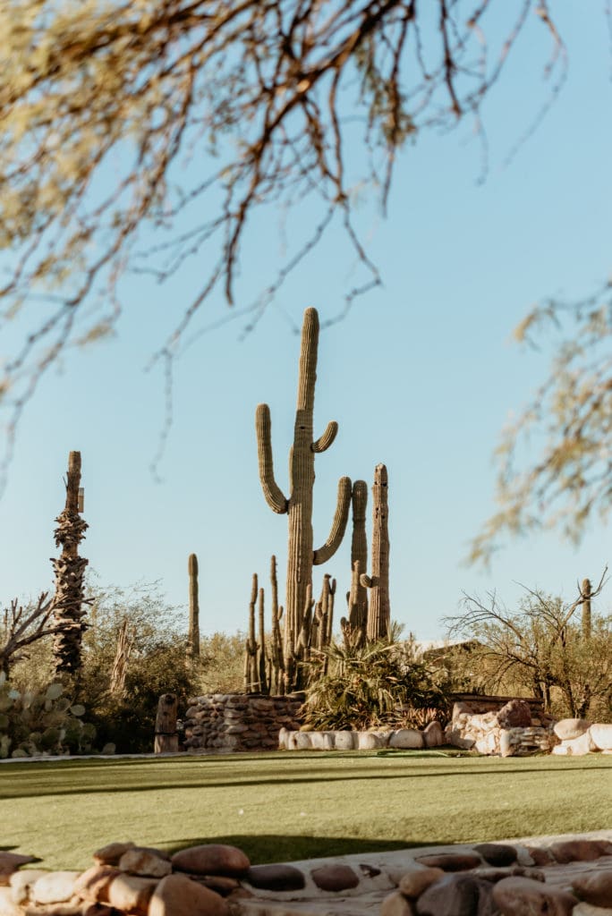 Giant saguaro surround the grounds of Wranglers Roost in Arizona